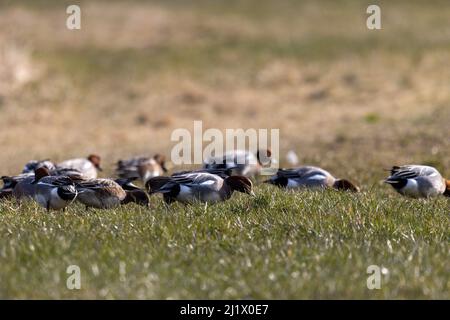 Una messa a fuoco poco profonda di un gruppo di pochards comuni in un prato che foraging in una giornata di sole Foto Stock