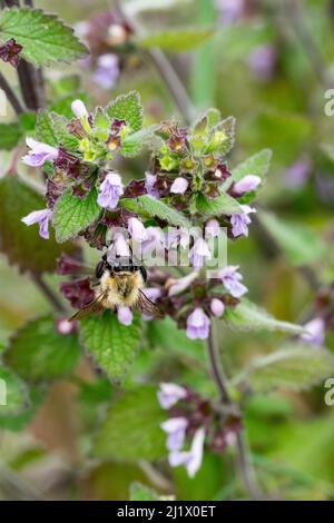 L'horehound nero Ballota nigra che cresce sulle pendici del Great Ormes testa Llandudno Galles del Nord Foto Stock