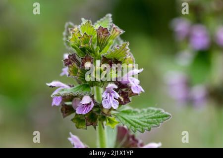 L'horehound nero Ballota nigra che cresce sulle pendici del Great Ormes testa Llandudno Galles del Nord Foto Stock