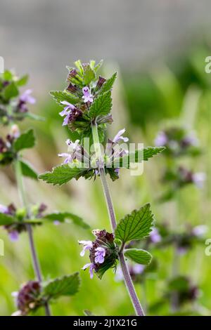 L'horehound nero Ballota nigra che cresce sulle pendici del Great Ormes testa Llandudno Galles del Nord Foto Stock