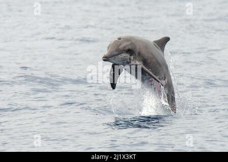 Delfino a denti ruvidi (Steno bredanensis) porpoising, El Hierro, Isole Canarie. Foto Stock