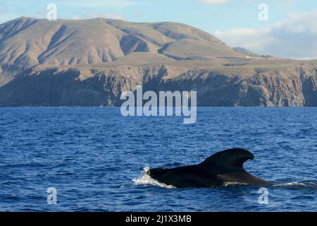 Balena pilota (Globicephala macorhynchus) in superficie. Montana de Guaza, Tenerife, Isole Canarie. Foto Stock