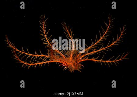Atlantic feather star (Antedon bifida) Tenerife, Isole Canarie. Foto Stock