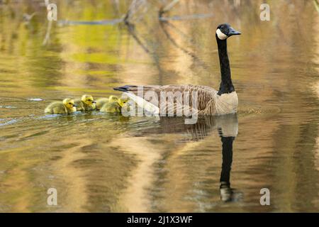 Oca canadese (Branta canadensis) con imbragature di pochi giorni. Massachusetts, Stati Uniti. Aprile. Foto Stock
