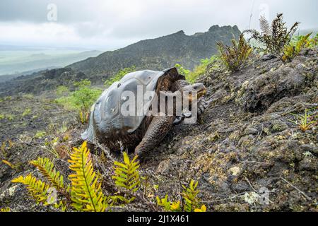 Tartaruga gigante lupo (Chelonoidis becki) in habitat. Ibridi di parentage misto con forme di guscio diverse sono sparsi lontano e largo sul robusto noi Foto Stock