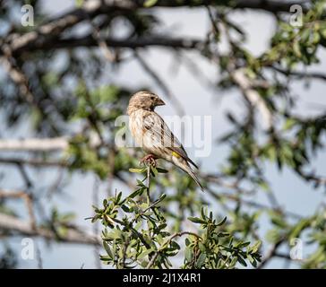 Una canarino giallo femmina arroccato in un albero nel Kalahari, Sudafrica Foto Stock