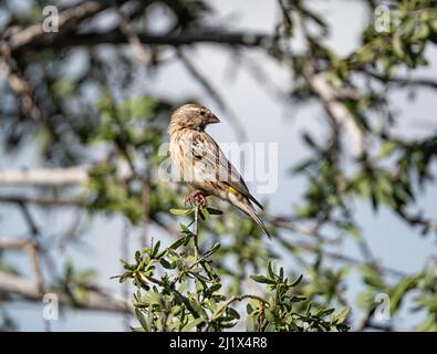 Una canarino giallo femmina arroccato in un albero nel Kalahari, Sudafrica Foto Stock