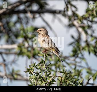 Una canarino giallo femmina arroccato in un albero nel Kalahari, Sudafrica Foto Stock