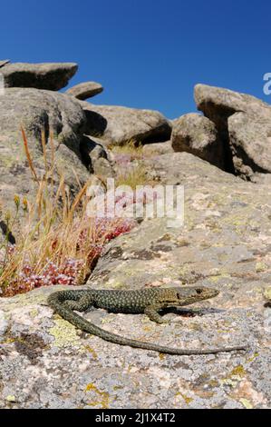 La lucertola rocciosa di Bedriaga (Archaeolacerta bedriagae) è la Sardegna, Italia. Endemico. Foto Stock