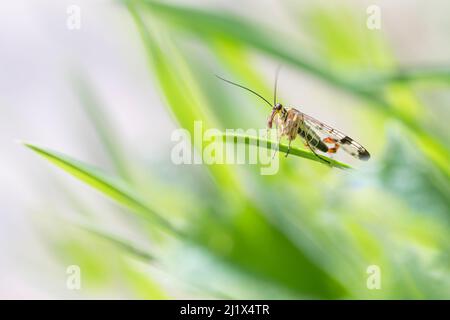 Scorpion fly (Panorpa sp.) maschio, crogiolando in fogliame. Peak District National Park, Derbyshire, Regno Unito. Maggio. Foto Stock