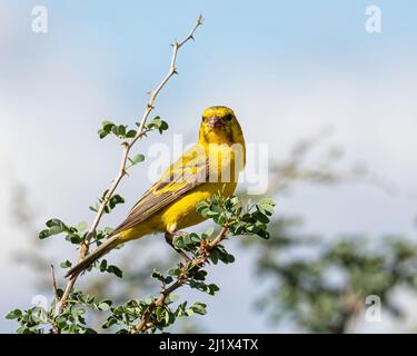 Un maschio giallo canarino arroccato in un albero nel Kalahari, Sudafrica Foto Stock