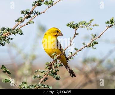 Un maschio giallo canarino arroccato in un albero nel Kalahari, Sudafrica Foto Stock
