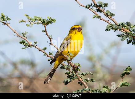 Un maschio giallo canarino arroccato in un albero nel Kalahari, Sudafrica Foto Stock
