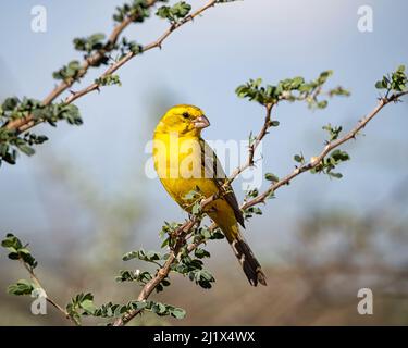 Un maschio giallo canarino arroccato in un albero nel Kalahari, Sudafrica Foto Stock