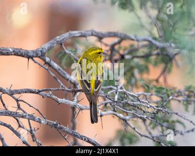 Un maschio giallo canarino arroccato in un albero nel Kalahari, Sudafrica Foto Stock