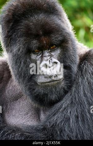 Gorilla di montagna (Gorilla beringei beringei) silverback maschio, ritratto, membro del gruppo Nyakagezi, Parco Nazionale di Mgahinga, Uganda. Foto Stock