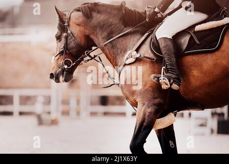 Una bella baia veloce cavallo galoppa intorno all'arena alle gare di salto spettacolo equestre. Sport equestri. Equitazione. Lezioni di equitazione. Foto Stock