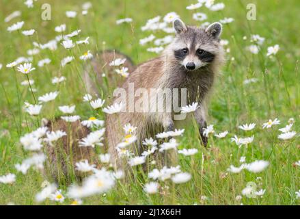 Raccoon (Procyon lotor) femmina con cucciolo tra fiori, Parco Nazionale Acadia, Maine, USA. Foto Stock
