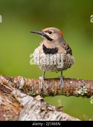 Northern Flicker (Colaptes auratus) arroccato, Acadia National Park, Maine, USA. Luglio. Foto Stock