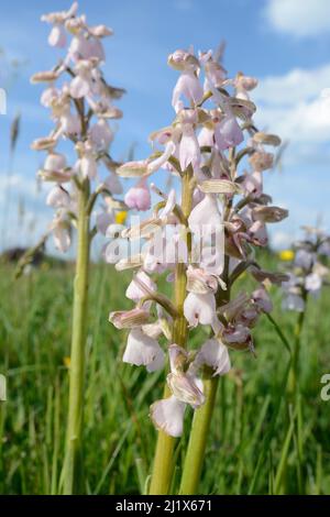 Orchidea dalle ali verdi (Orchis / Anacamptis morio), forma rosa pallido / bianca, Mellis Common, Suffolk, UK, maggio. Foto Stock