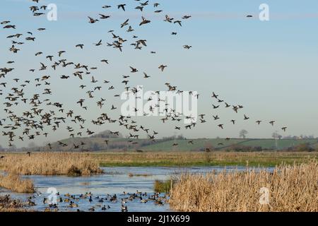 Gregge denso di teal comune (Anas crecca) con pochi Wigeon (Anas penelope) e pala settentrionale (Anas clypeata) in volo su altri che riposano in parte Foto Stock