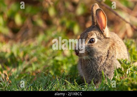 Simpatico coniglio selvatico bambino seduto al mattino alba da vicino in un campo di erba. Copiare lo spazio e lo spazio di testo a sinistra Foto Stock