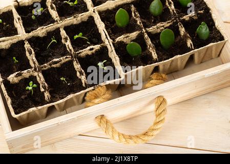 Germogli giovani di verdure in pentole di torba in una scatola di legno. Seminare piantando, piantando piante nel suolo in primavera precoce Foto Stock