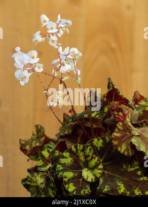 Fiori di primavera bianchi si erigono sul verde verde verde marrone e giallo della pianta di casa tenera, Begonia 'Zumba' Foto Stock