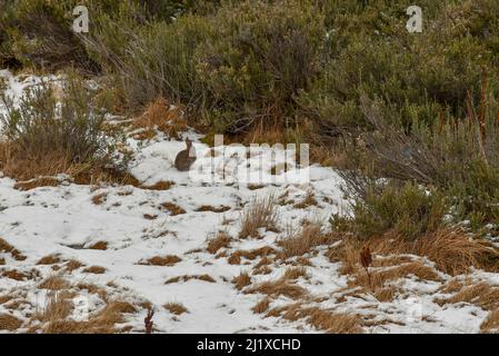 Piccolo coniglio selvatico seduto su un terreno innevato in una vegetazione invernale secca Foto Stock