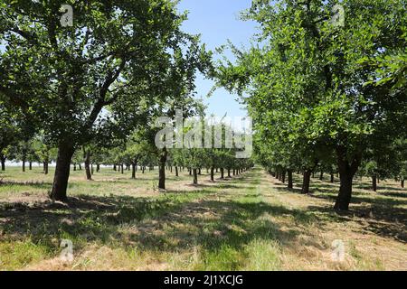 Orchard di Ente Plum alberi per la coltivazione di prugne Agen Foto Stock