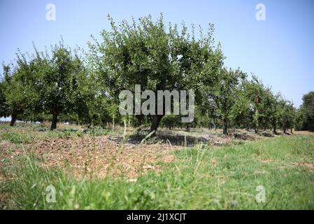 Orchard di Ente Plum alberi per la coltivazione di prugne Agen Foto Stock