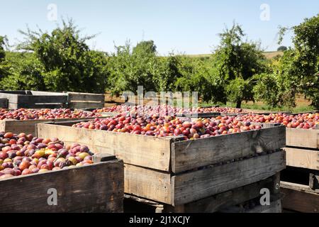 Coltivazione delle prugne di Agen: frutteto di Ente Plum con prugne mature in casse durante la raccolta, tra metà agosto e metà settembre Foto Stock