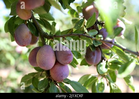 Coltivazione di prugne di Agen: frutteto di Ente prugne con prugne mature su rami prima della raccolta tra metà agosto e metà settembre Foto Stock