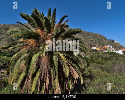 Vista della corona di una palma da datteri delle Isole Canarie (Phoenix canariensis) con grandi foglie verdi nella stagione invernale nelle montagne di Gran Canaria. Foto Stock