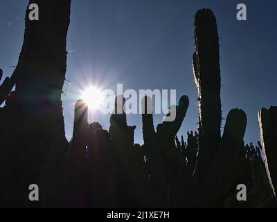 Sagome dei gambi di un grande cactus di mirtillocactus geometrizans, anche cactus di mirtillocactus, candela blu) con aghi grandi in controluce. Foto Stock
