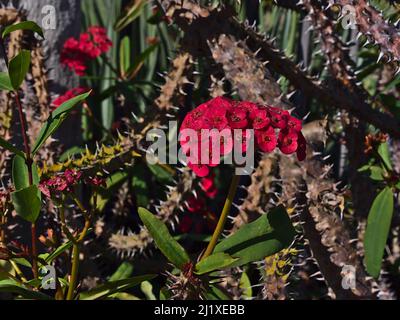 Vista ravvicinata di una pianta di Cristo in fiore (Euphorbia milii, anche corona di spine) con foglie verdi, rami spinosi e fiori rossi nelle giornate di sole. Foto Stock