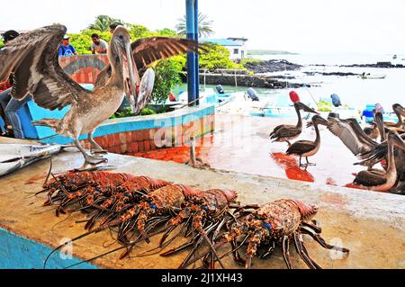 Aragoste, mercato del pesce, Puerto Ayora, isola di Santa Cruz, isole Galapagos, Ecuador Foto Stock