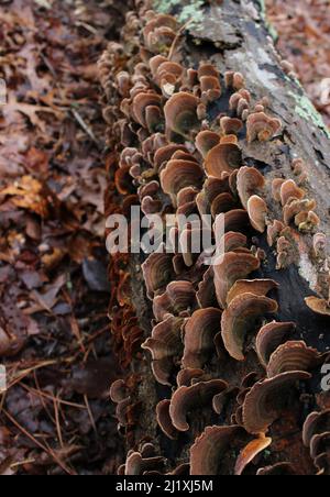 Una vista dall'alto dei funghi della coda della Turchia Falso che crescono su un ceppo Foto Stock