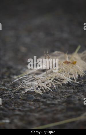 Saccharum Spontaneum è un ritratto. Questa immagine è perfetta per gli sfondi. Foto Stock