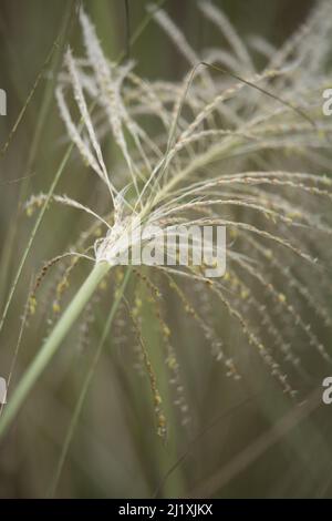 Saccharum Spontaneum è un ritratto Foto Stock