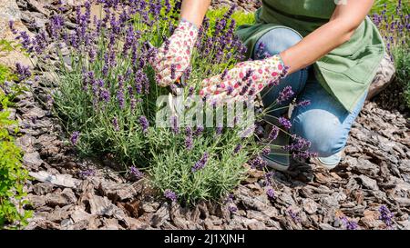 Corteccia di pino per pacciame in un giardino di fiori. Donna giardiniere taglia fiori su un cespuglio di lavanda. Cura e coltivazione di piante di lavanda francese. Potatura l Foto Stock