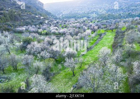 Alberi di mandorle boschetto con fiori bianchi. Paesaggio primaverile a Limnatis, Cipro Foto Stock