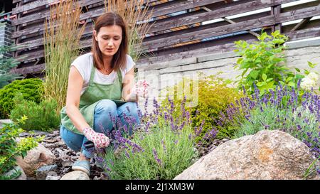 Paesaggista al lavoro. Donna giardiniere si occupa di cespugli di lavanda nel giardino di roccia. Giardino in stile provenzale. Foraggio di potatura Foto Stock
