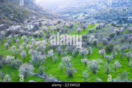 Alberi di mandorli in primavera ricoperti di fiori bianchi. Vista dall'alto, panorama con droni Foto Stock