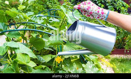 Annaffiatura piante in un orto con un metallo annaffiatura può ravvicinato. Un giardiniere in guanti acque cetrioli coltivati su un traliccio. Giardinaggio come un piano cottura Foto Stock