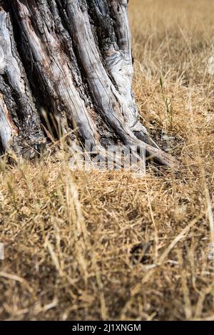 Un vecchio tronco di albero defunto in erba secca, sbiadita e morta, sbiancato quasi bianco sul caldo sole estivo. Foto Stock