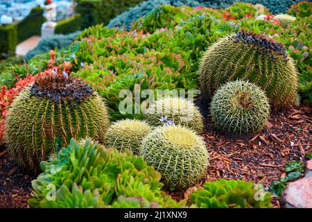 Piante Cactus in un giardino botanico ben mantenuto. Foto Stock