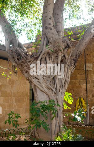 Albero di Ficus che cresce in giardino. Foto Stock