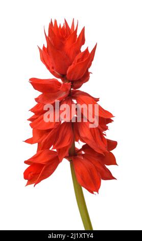 Salvia splendens fiore isolato su sfondo bianco Foto Stock