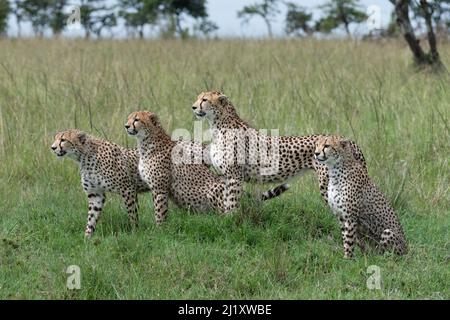 Madre e tre sub-adulti Cheetah in piedi che guardano allerta nelle erbe leggere del Masai Mara, Kenya Foto Stock